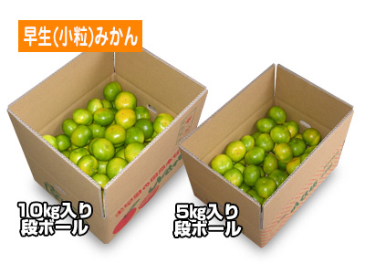 かわいい極早生みかん