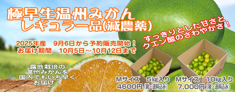 谷本農園の極早生温州みかん