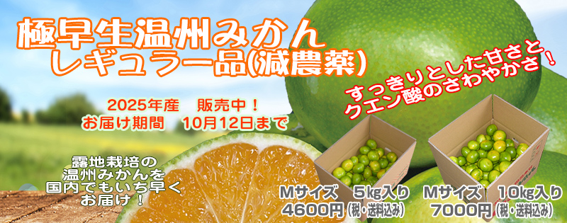 谷本農園の極早生温州みかん