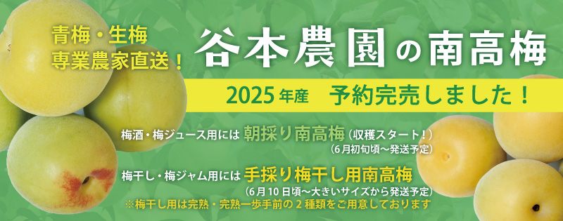 南高梅