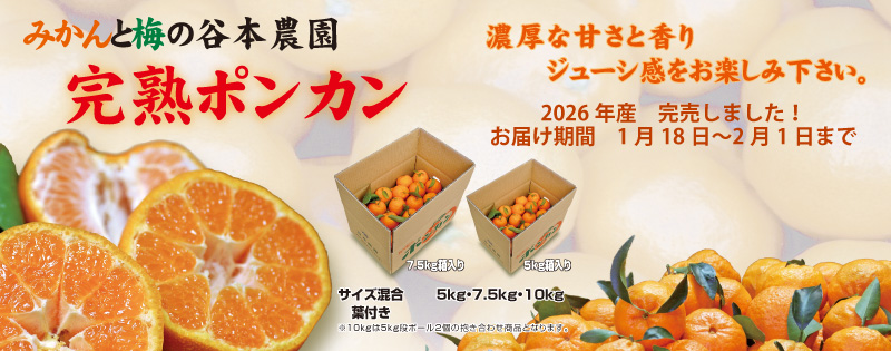谷本農園の完熟ポンカン