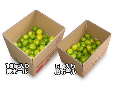 極早生温州みかん(レギュラー）
