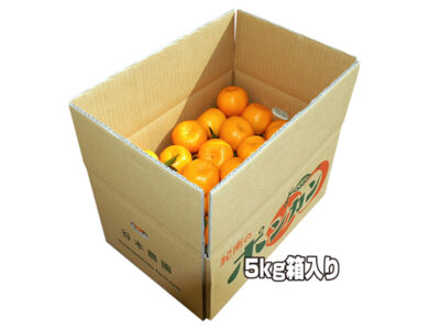 かわいい小粒ポンカン