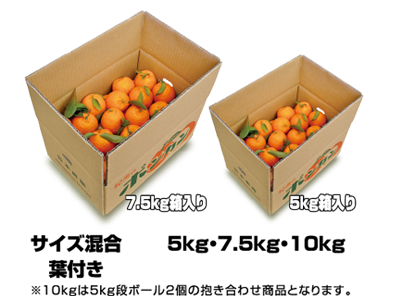 完熟ポンカン(葉付き)レギュラー