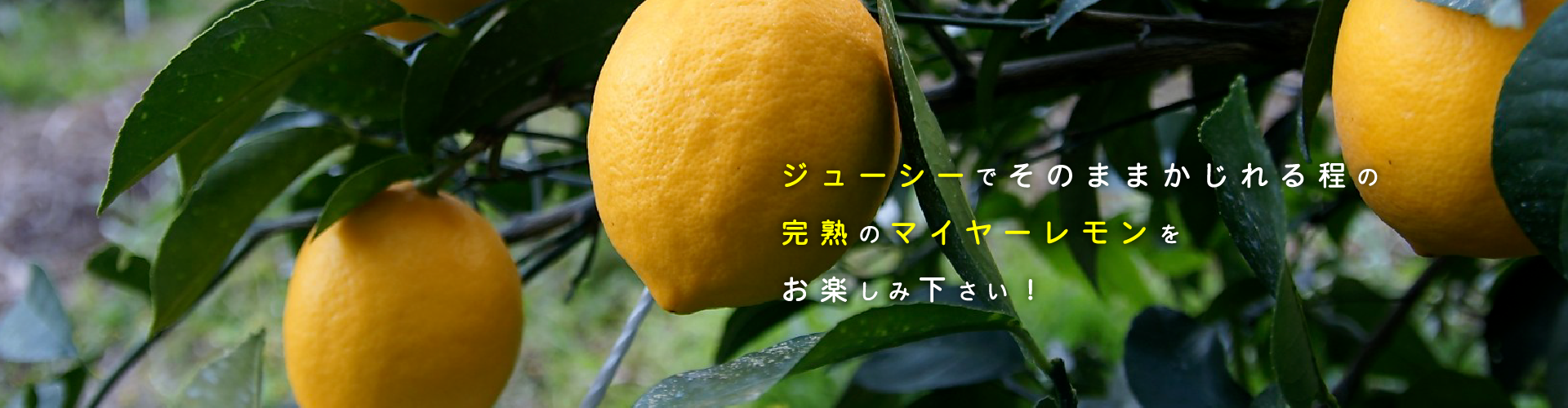 main02 完熟レモン