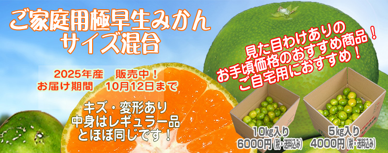 ご家庭用「極早生みかん」サイズ混合
