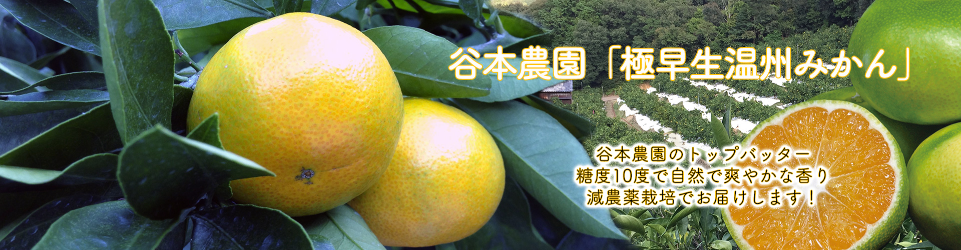 極早生温州みかん