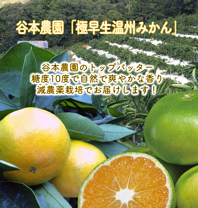鮮度抜群の採れたて南高梅、みかん、レモンを生産農家直送でお届け！
