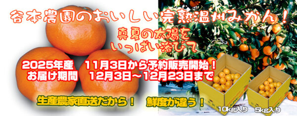 完熟温州みかん