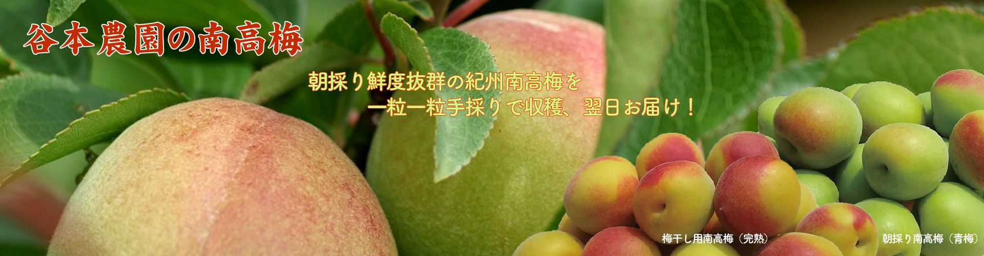 南高梅