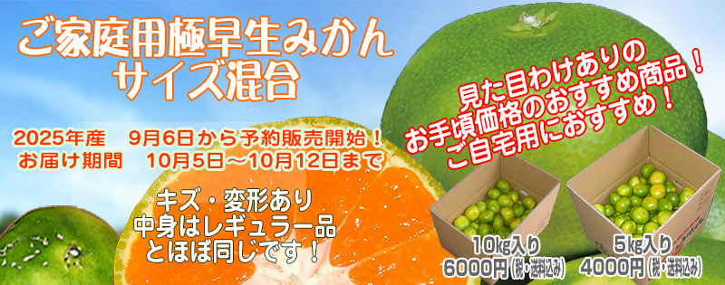 極早生温州みかん（ご家庭用）