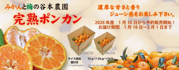 完熟ポンカン