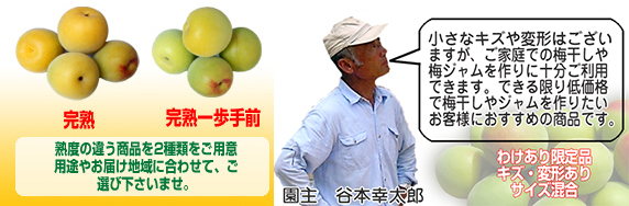 手採り梅干し用南高梅（わけあり）サイズ混合の説明