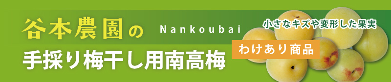 手採り梅干し用南高梅（わけあり）サイズ混合