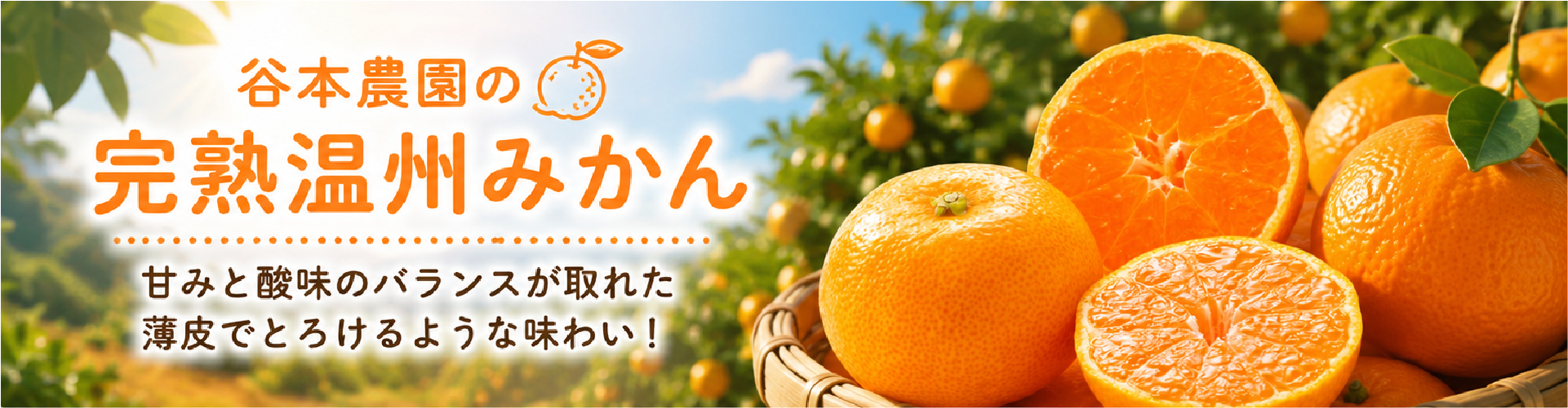 谷本農園の完熟温州みかん